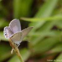 Chilades parrhasius Fabricius, 1793